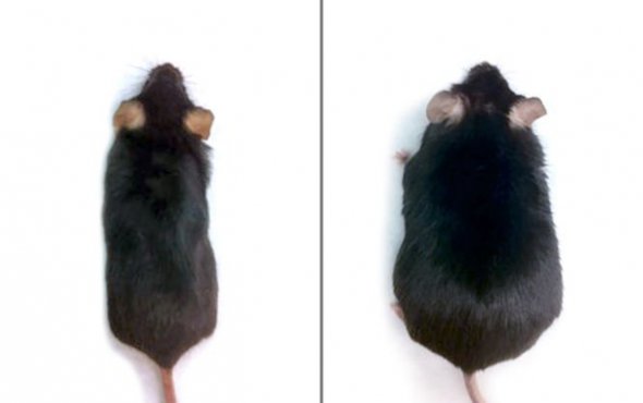 Піддослідні гризуни, в яких не змінювали гени, значно набрали вагу. Ті ж миші, на яких випробовували ген  Hedgehog, не набрали вагу