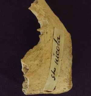 Кістка, котра, за припущенням, належить Св. Миколаю