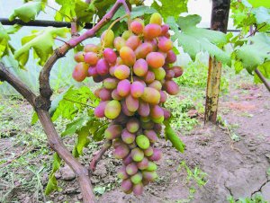 Виноград Сенсація отримали при схрещуванні сортів Талісман і Різамат. Ягоди виростають завбільшки по чотири–п’ять сантиметрів, вагою по 15–20 грамів