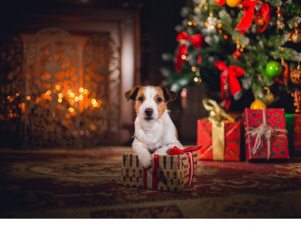 По китайскому календарю Новый 2018-й год - Желтого Земляного Собаки