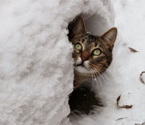 На вихідні прогнозують сильні гірські опади та похолодання