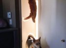 Коты-акробаты удивляют своими способностями ниндзя