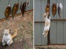 Коти-акробати дивують своїми здібностями ніндзя