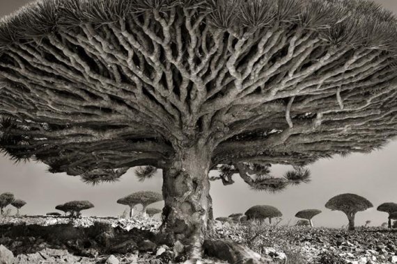 Фотографії найстаріших дерев світу зібрані в колекції американського фотографа Бета Муна