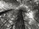 Фотографії найстаріших дерев світу зібрані в колекції американського фотографа Бета Муна