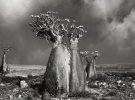 Фотографии старых деревьев мира собраны в коллекции американского фотографа Бета Муна