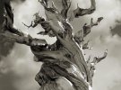 Фотографии старых деревьев мира собраны в коллекции американского фотографа Бета Муна