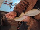 Майстер знімає міліметри деревини, щоб стінка скрипки була потрібної товщини