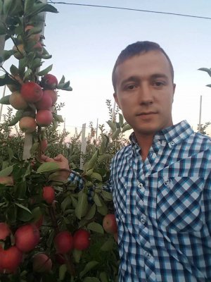 Садівник Тарас Мельник з села Трибухівці Бучацького району тернопільської області показує перший урожай яблуковишні. На смак солодкі з кислинкою і вишневим ароматом
