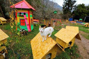 В кошачьем селе находятся дома, источники питьевой воды, игровые площадки и гамаки. 