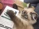 Кот Мерлин имеет постоянно сердитый взгляд