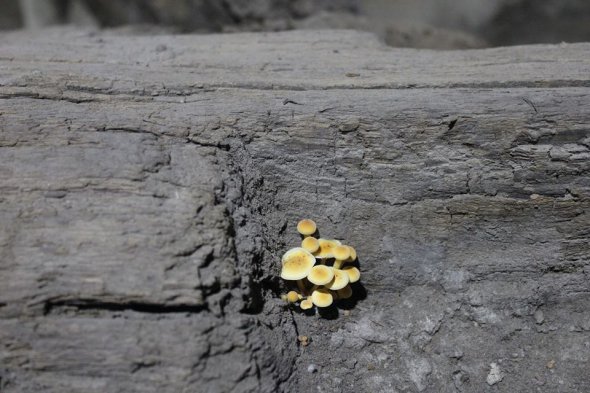 На деревянных находках от сырости выросли грибы