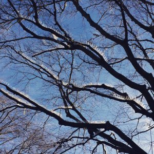 Острые шипы на деревьях повесили для защиты от птиц