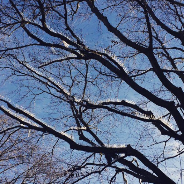 Гострі шипи на деревах повісили для захисту від птахів