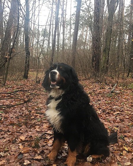 Собака співака Валерія Харчишина Барні