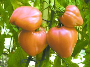 Низькорослий сорт помідор Фатіма достигає за 85–90 днів. Плоди серцеподібної форми й ніжно-рожевого кольору. М’ясисті, але не розтріскуються