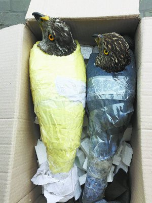 На продаж яструбів привезли в коробці. Птахів замотали у скотч. Їх виходжують в еколого-натуралістичному центрі. Навесні відпустять на волю