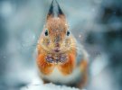 Невероятные фото диких животных в зимнем лесу