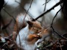 Невероятные фото диких животных в зимнем лесу