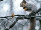 Неймовірні фото диких тварин у зимовому лісі