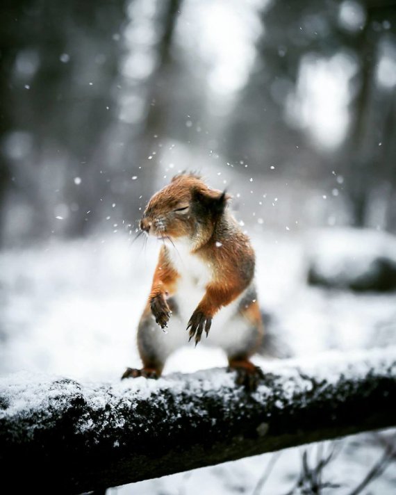 Фінський фотограф знімає тварин з незвичного ракурсу. Його не бояться лісові жителі 