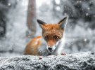 Фінський фотограф знімає тварин з незвичного ракурсу. Його не бояться лісові жителі 