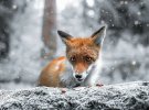 Финский фотограф снимает животных с необычного ракурса. Его не боятся лесные жители
