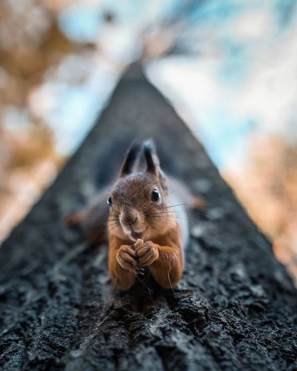 Фінський фотограф знімає тварин з незвичного ракурсу. Його не бояться лісові жителі 