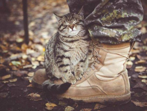 Світлини бойових кошенят українських воїнів.