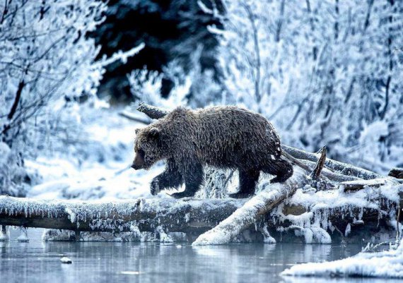 Составили рейтинг впечатляющих фото животных 2017