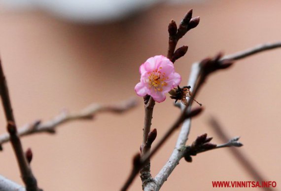 Серед зими у Вінниці зацвіли сакури