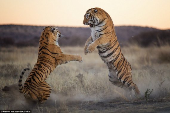 Тигри ділять територію силою