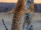 Тигры делят территорию силой