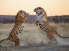 Тигры делят территорию силой