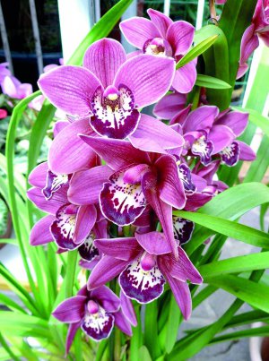 Квітки орхідеї — цимбідіум дуже ароматні. Тримаються на стеблі більш як два тижні. Поступово розкриваються нові бутони, тож рослина цвіте до двох місяців 