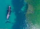 Дайвер і кит в океані поблизу півострова Вальдес, Аргентина.