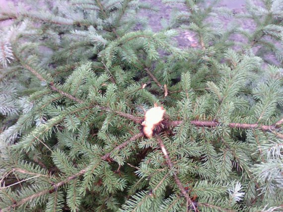 Невідомі розгромили Парк партизанської слави