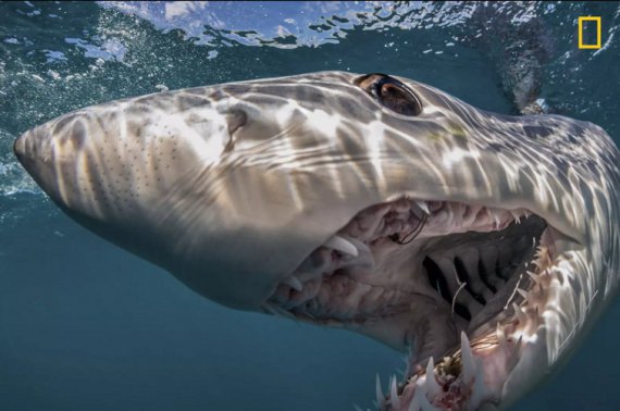 Акула-мако в водах Новой Зеландии, эта фотография стала одной из лучших фото года National Geographic