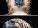 Филиппинский орел