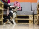 Собачье кафе: открыли заведение с бездомными животными