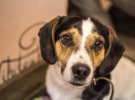 Собачье кафе: открыли заведение с бездомными животными
