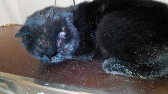 Кіт пролежав три дні в підвалі будинку