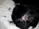 Кота в упор расстреливали из пневмопистолета
