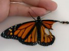 Пересадка крыла: женщина сделала бабочке трансплантации