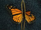 Пересадка крыла: женщина сделала бабочке трансплантации