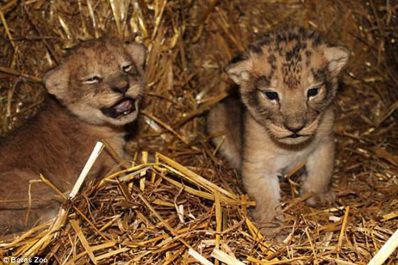 Двоє із 3 левенят, котрі народилися 2014. Їх приспали 2015