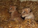 Двоє із 3 левенят, котрі народилися 2014. Їх приспали 2015