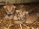 Двое из 3 львят, родившихся 2014. Их усыпили 2015