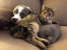 Кошачья любовь: как дома уживаются животные