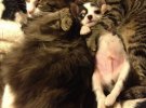 Кошачья любовь: как дома уживаются животные